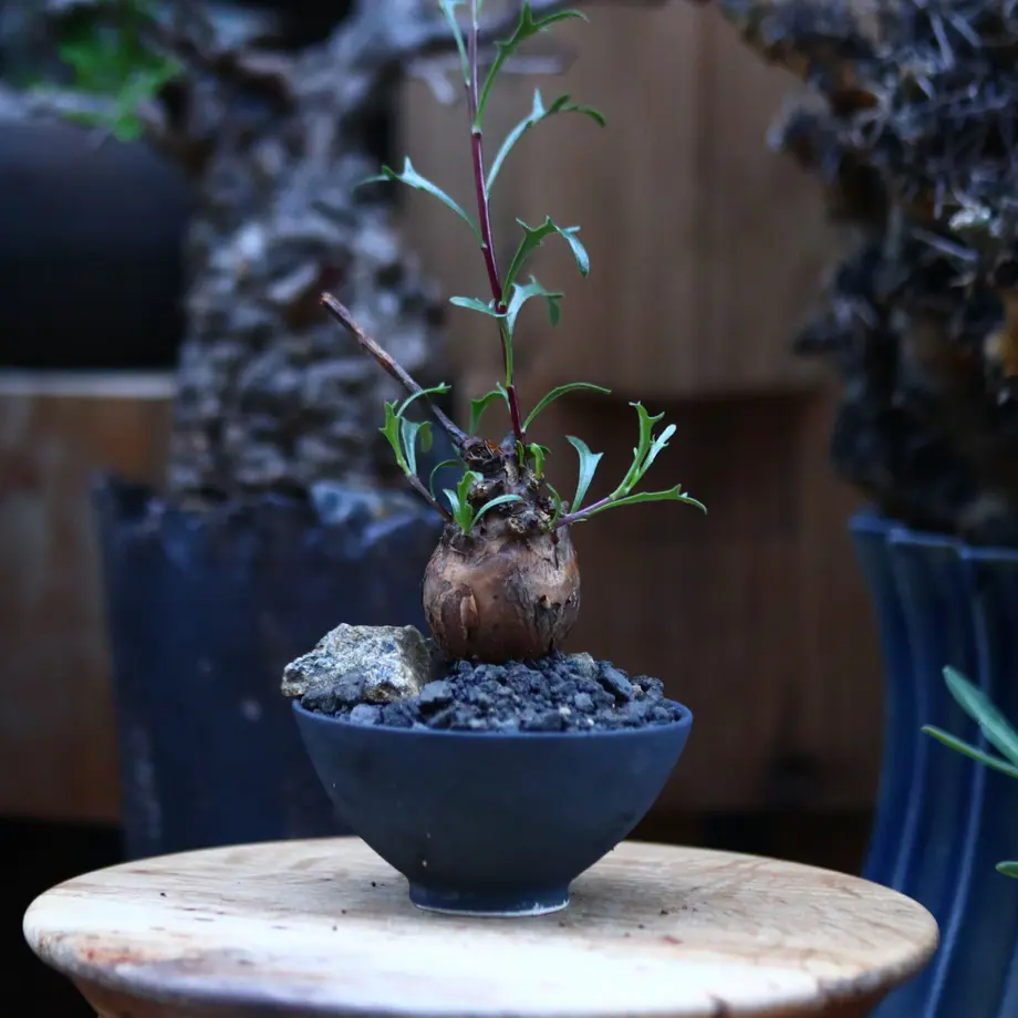 オトンナ・ロバタ Othonna lobata 冬型 長期管理のしっかり株