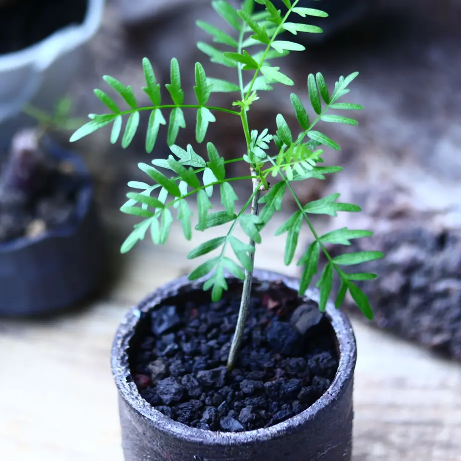 激レア 良樹形 枝ぶり良好 ブルセラ ミクロフィラ 植物 観葉植物 Fountainofyouthnc Com