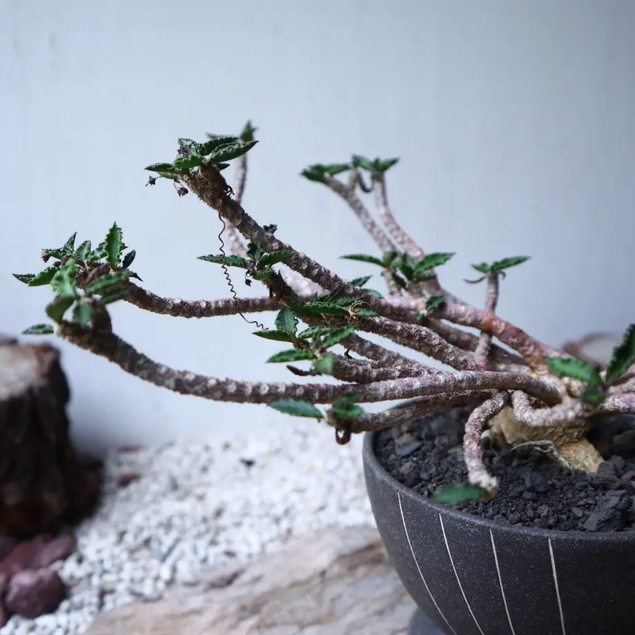 美株 Bonsaiラピュタ風根上げ ユーフォルビア デカリー | fotekperu.com