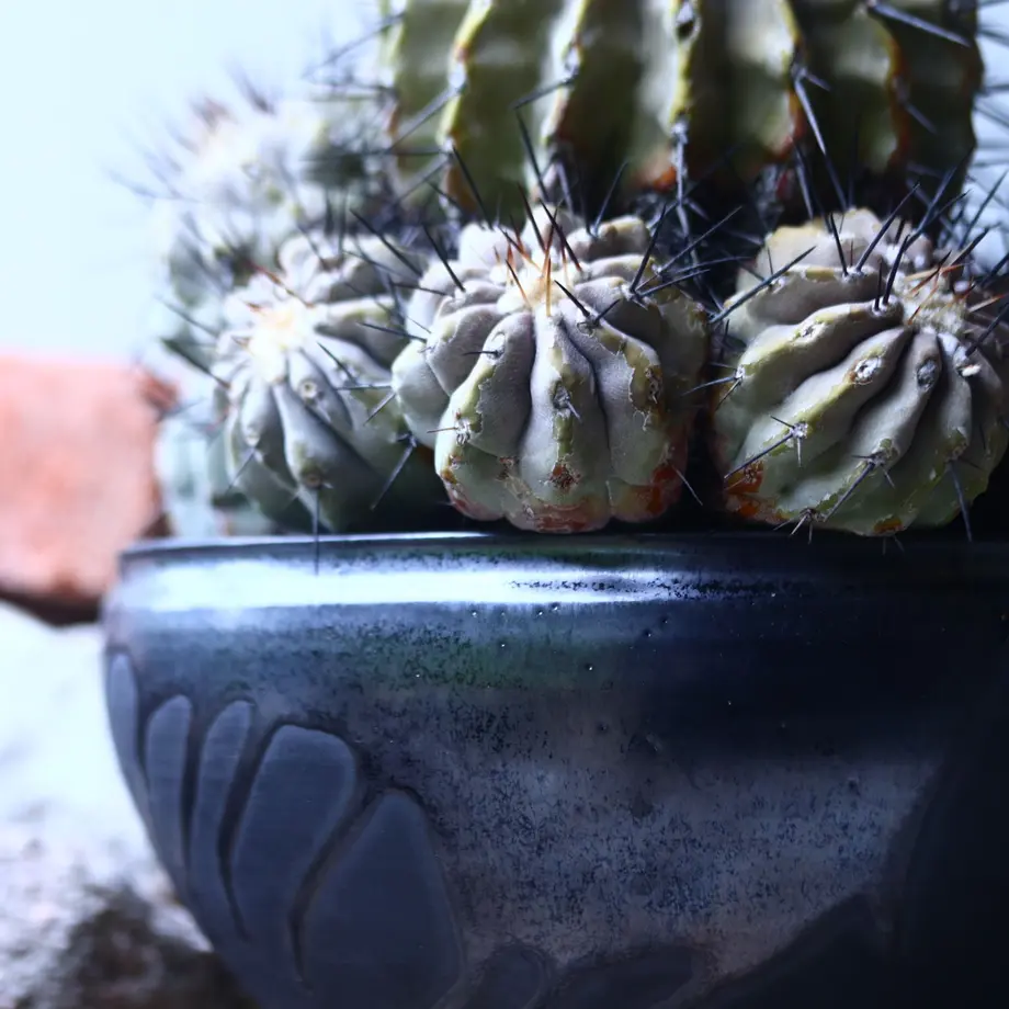 コピアポア 黒王丸 Copiapoa cinerea no.42695 | 芽の巣山