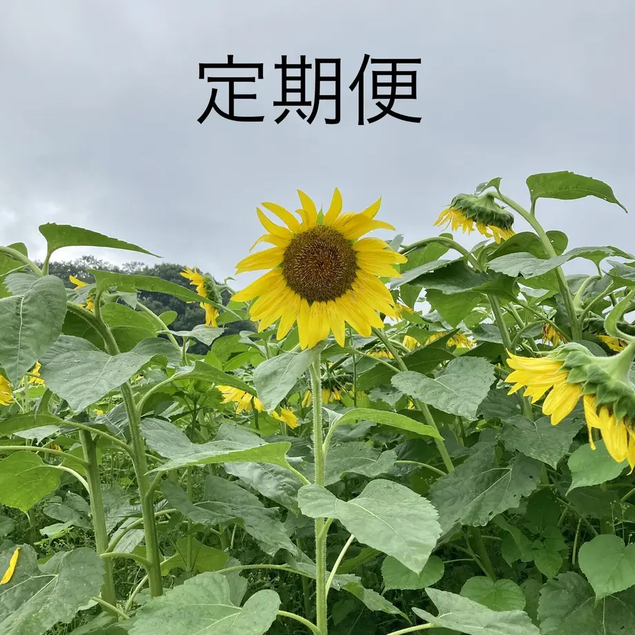 60fa2fa250a48a03b0a41372