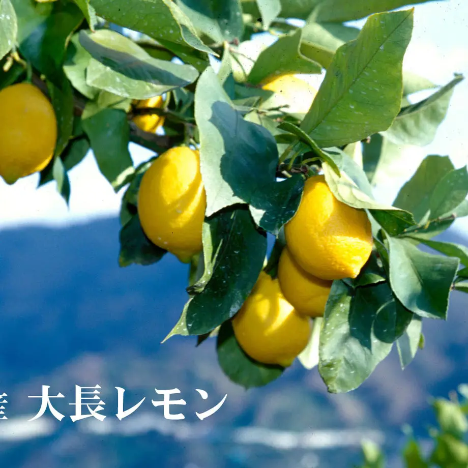 60529d1fa11abc747b58e9e3