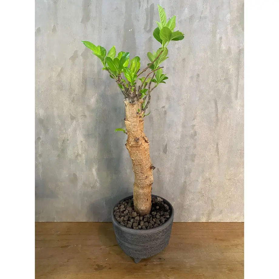 バオバブ アダンソニア ディギタータ 2番 塊根植物 コーデックス の A Plants