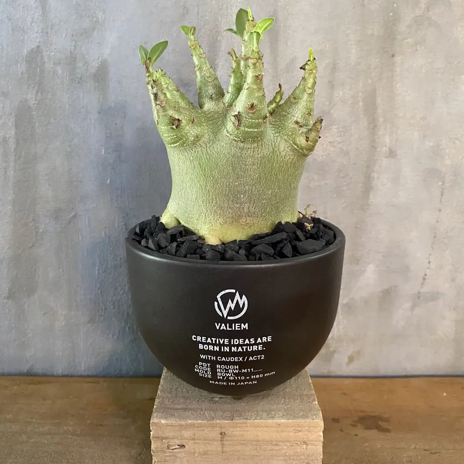 アデニウム ドワーフ Valiem 塊根植物 コーデックス 多肉植物 A Plants