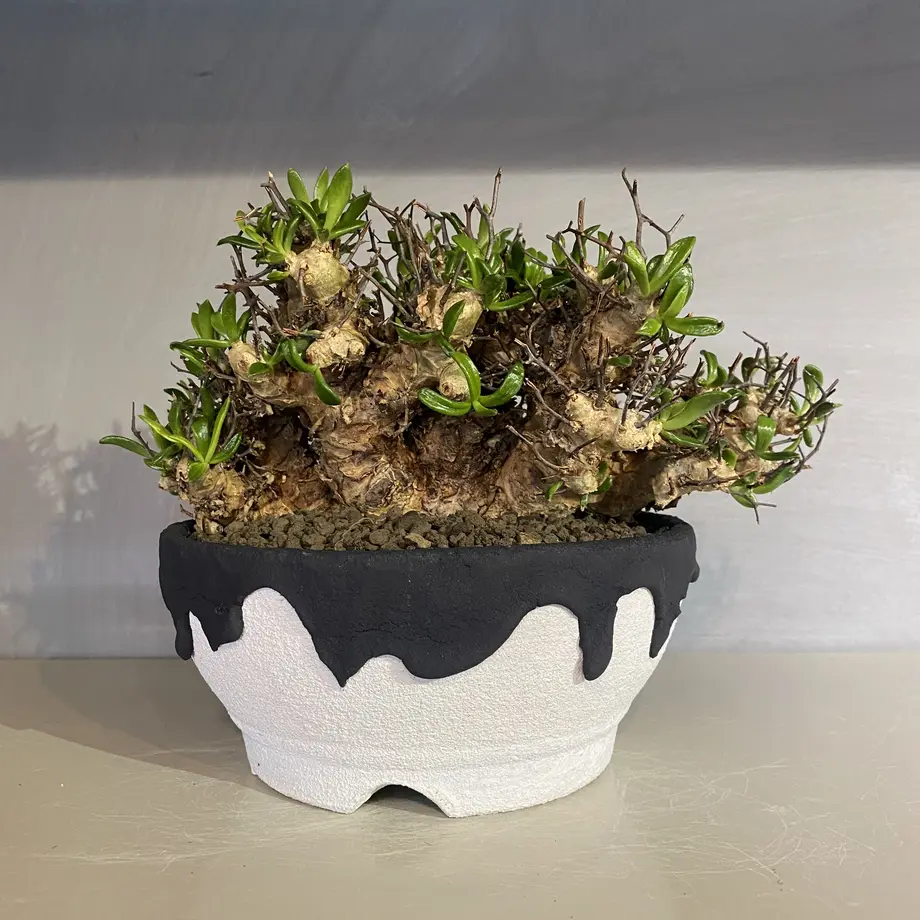 レフトボタニカル ledftbotanical レフトボタニカル ledftbotanical