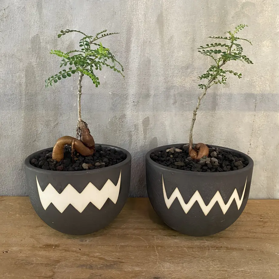 オペルクリカリア パキプス 実生株 Valiem 塊根植物 コーデックス マダガスカル オペルクリカリア パキプス 実生株 Valiem 塊根植物 コーデックス マダガスカル