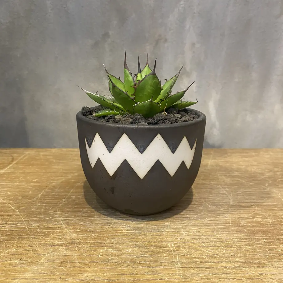 VALIEM sizeS 鉢 アガベ コーデックス 多肉植物 塊根植物