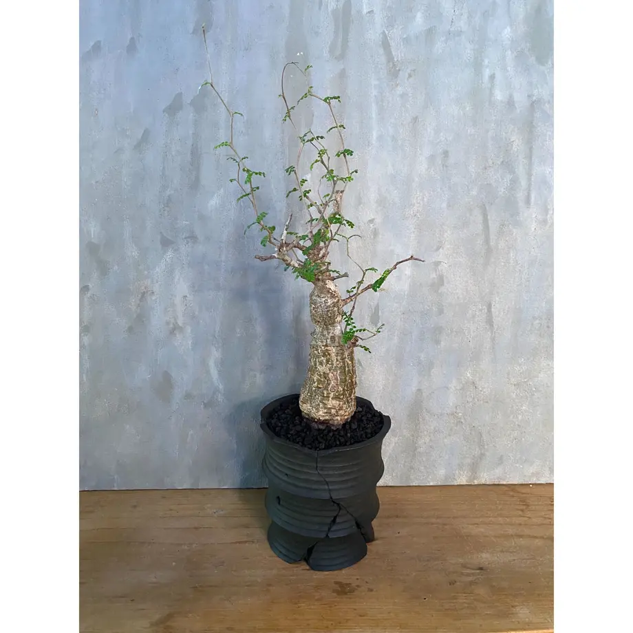 オペルクリカリア パキプス Kikko Small Hole Lサイズ 塊根植物 コーデ