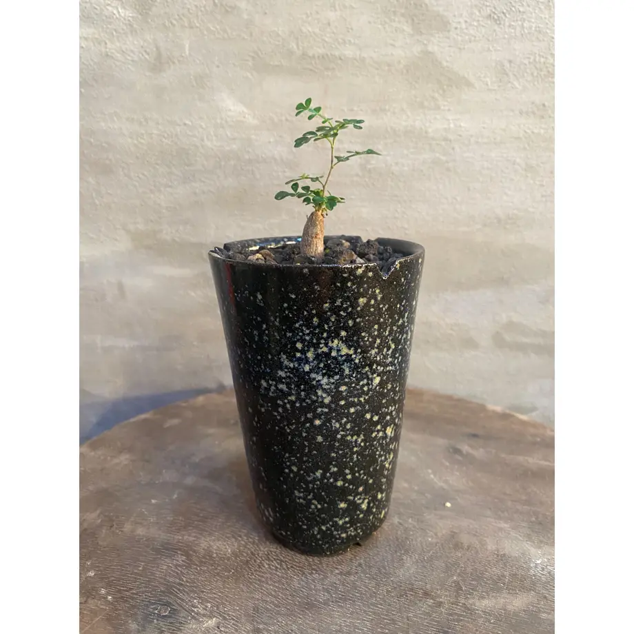 オペルクリカリア デカリー 根ざし 塊根植物 コーデックス A Plants 塊根植物販売