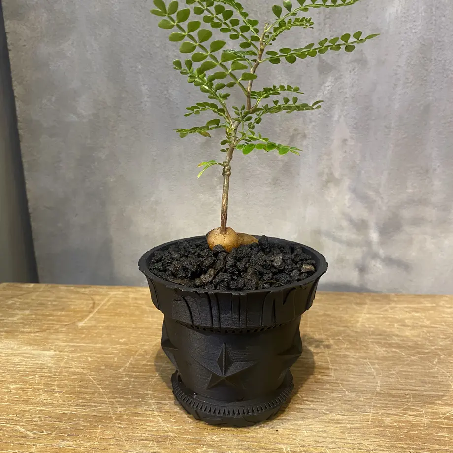 山下太 作家鉢 植木鉢 塊根植物 オペルクリカリア パキプス