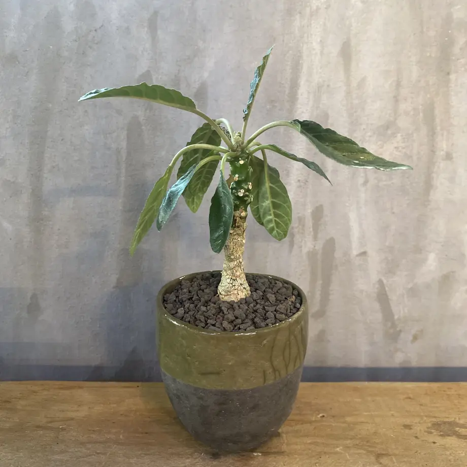 ドルステニア ﾌｫｴﾁﾀﾞ実生株 塊根植物 コーデックス 多肉植物 A Plants 塊根