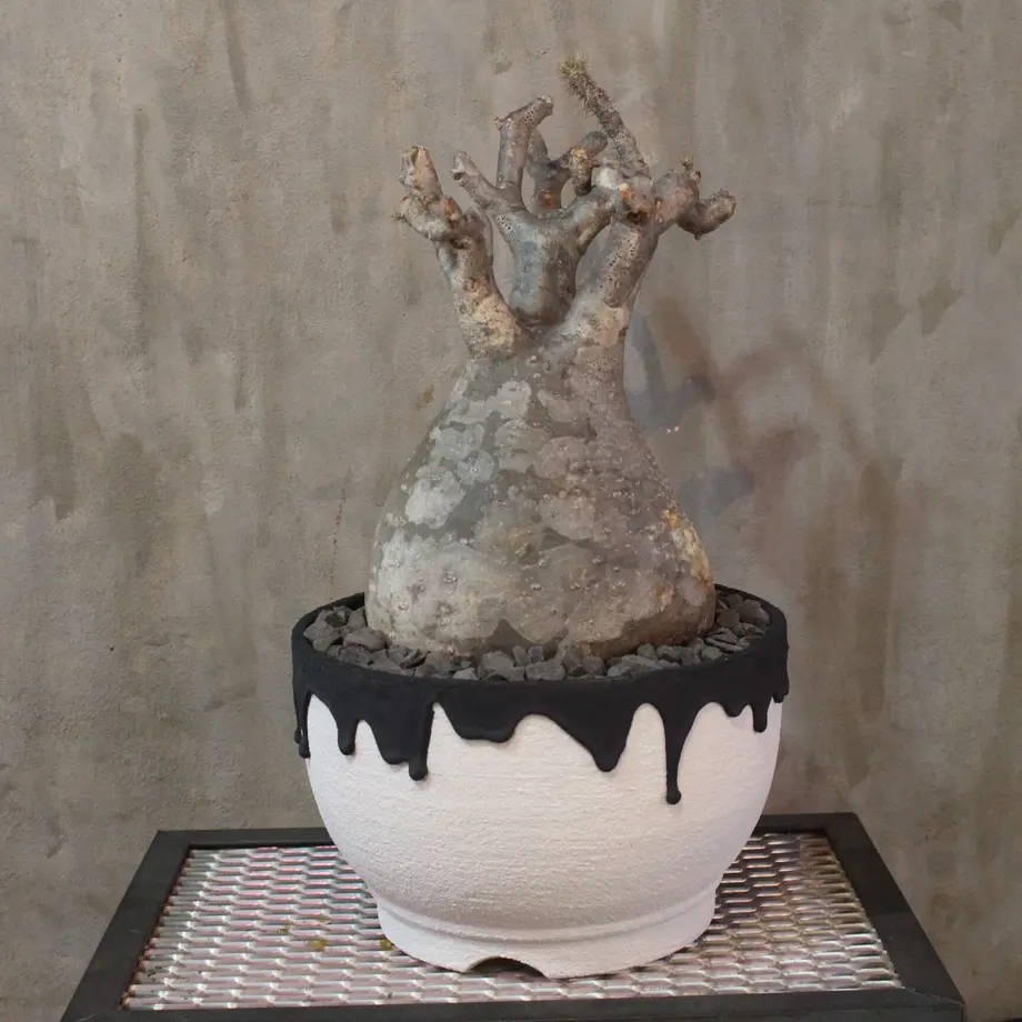 未使用 left botanical レフトボタニカル cylinder 垂れ 植木鉢