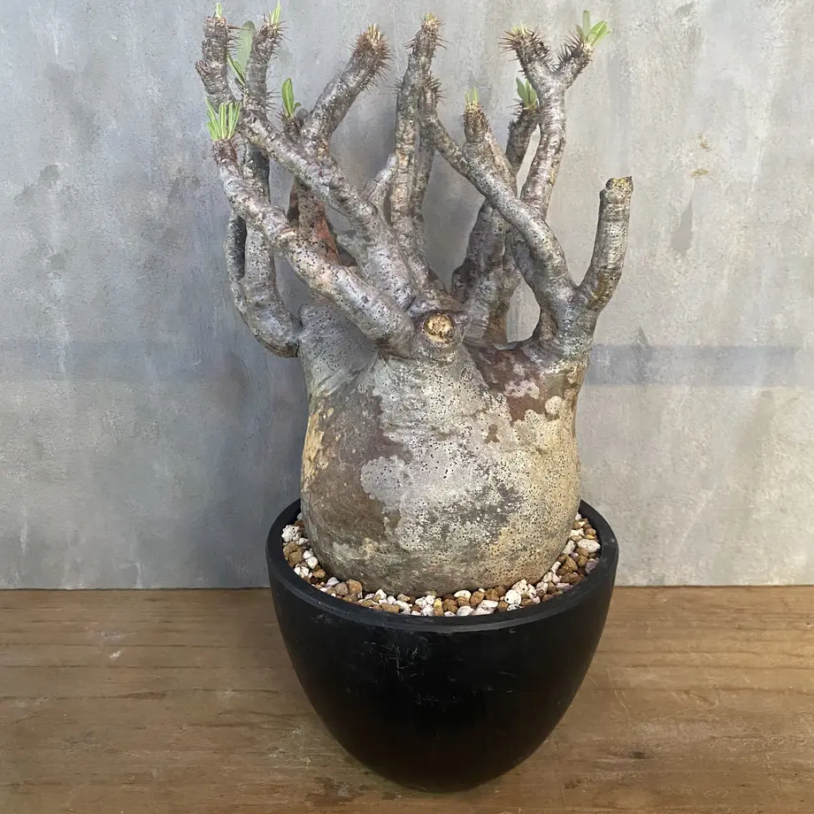 パキホディウム グラキリス 11番 塊根植物 コーデックス 多肉植物 マダガスカル現地球