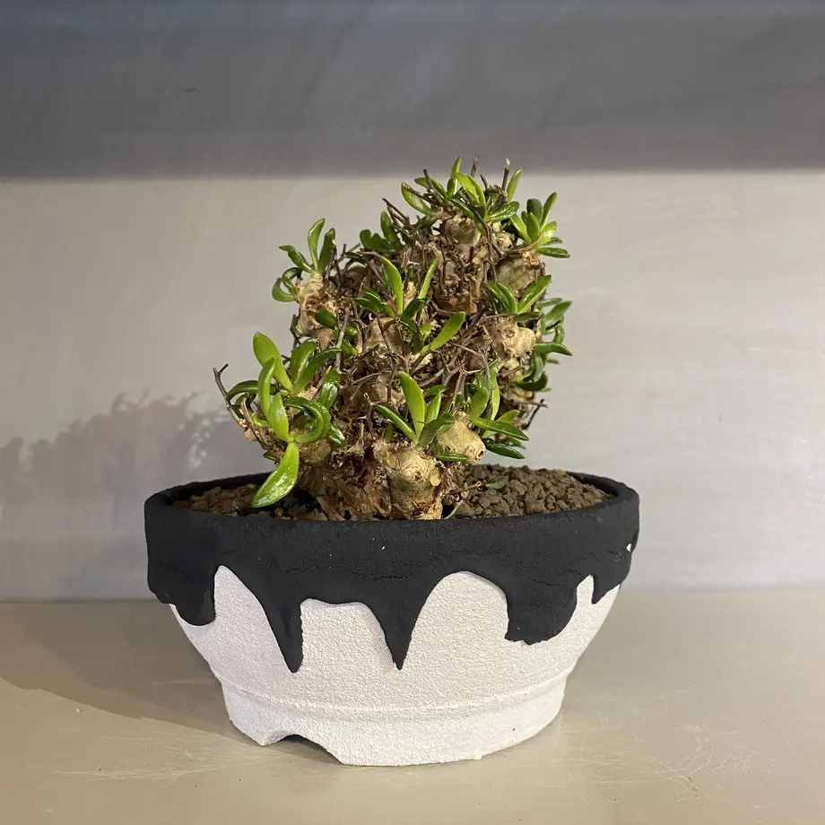 left botanical レフトボタニカル cylinder 白黒M 陶器鉢/鶴仙園