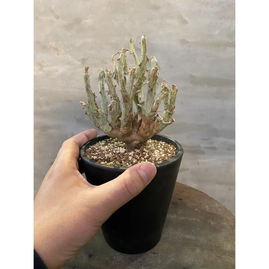 ユーフォルビア リグノーサ 塊根植物 コーデックス A Plants 塊根植物販売