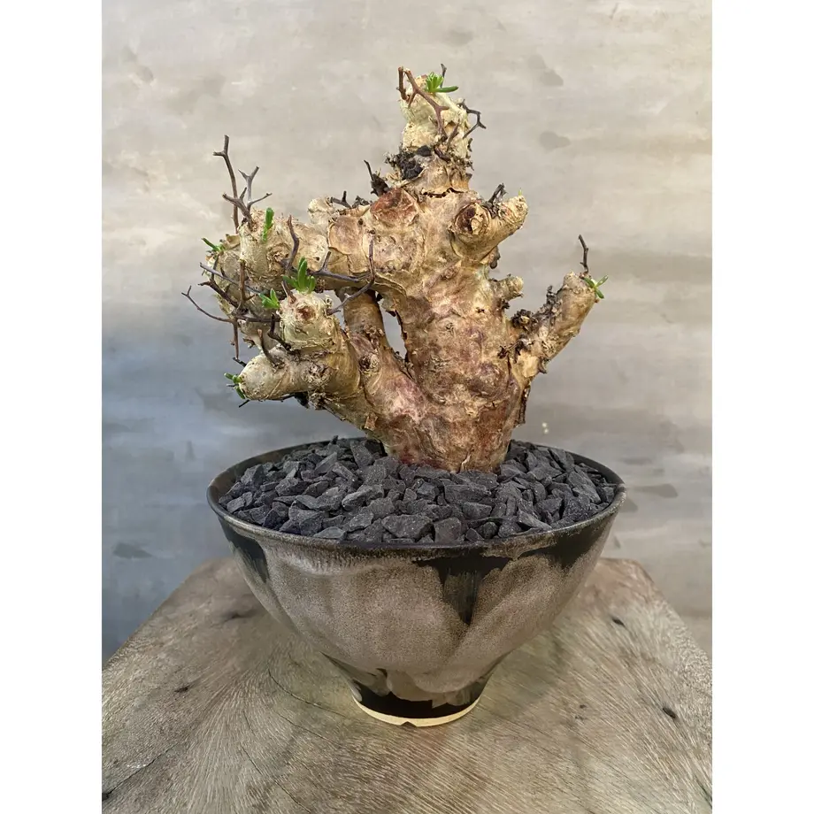 チレコドン 万物想 1番 現地新着株 塊根植物 コーデックス 冬型植物 A Plants