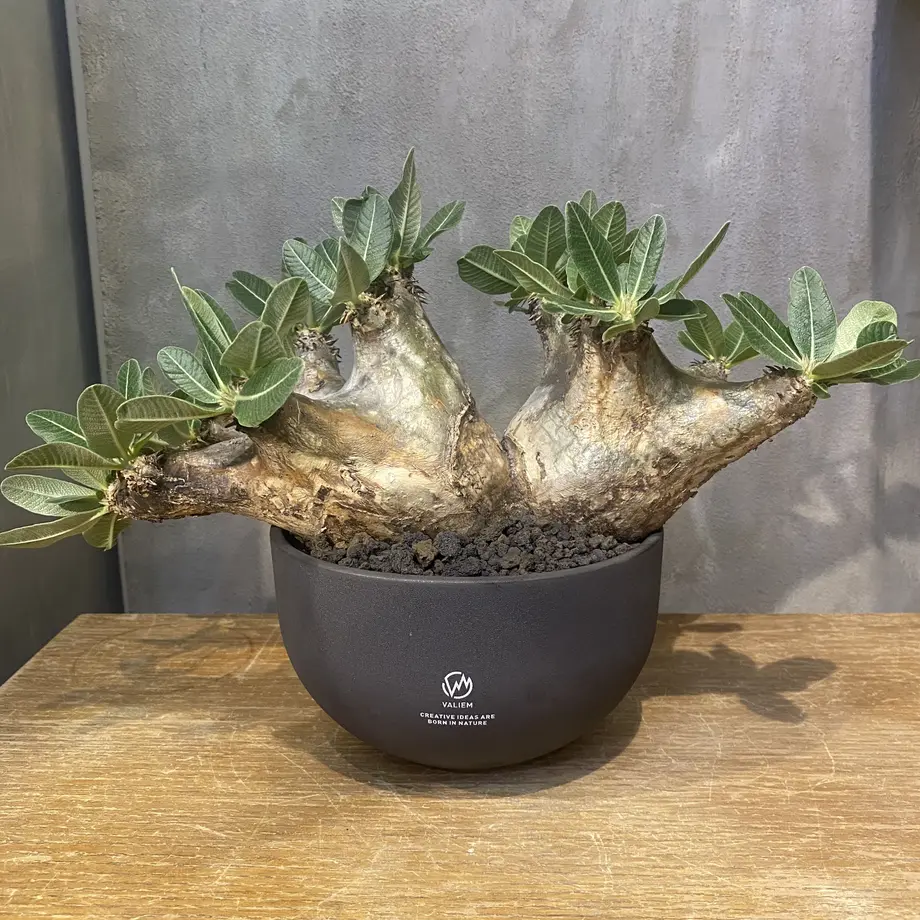 盆栽植木鉢コレクター】③ 尾張焼 琉璃捻蘭鉢 瀬戸 盆栽鉢