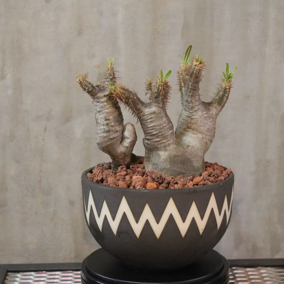 激安な パキポディウム グラキリス valiem鉢 - 植物/観葉植物 激安な パキポディウム グラキリス valiem鉢 - 植物/観葉植物