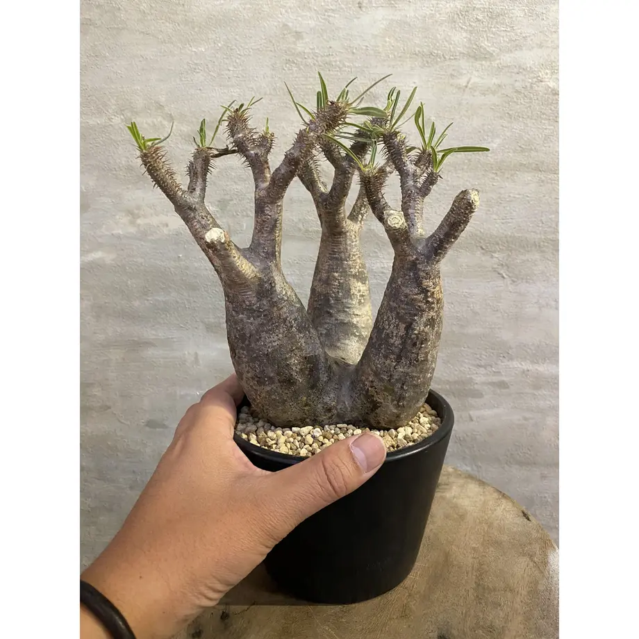 格安saleスタート 現地球 ダブルヘッド1100 グラキリス 植物 観葉植物 Csjla Pe 格安saleスタート 現地球 ダブルヘッド1100 グラキリス 植物 観葉植物 Csjla Pe