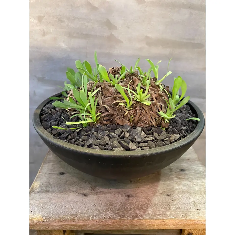 オトンナ レトロルサ 大株 1番 新着株 塊根植物 コーデックス 冬型植物 A Plant