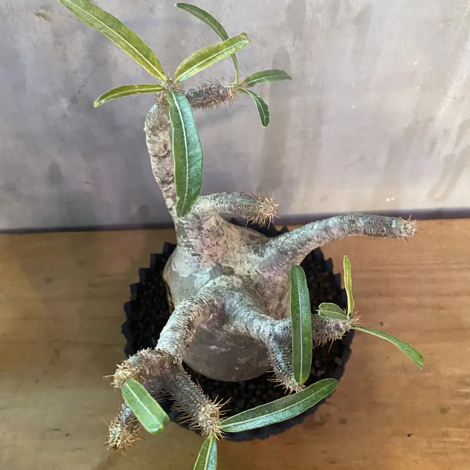 left botanical 植木鉢 鉢 未使用 left botanical レフトボタニカル cylinder 垂れ 植木鉢