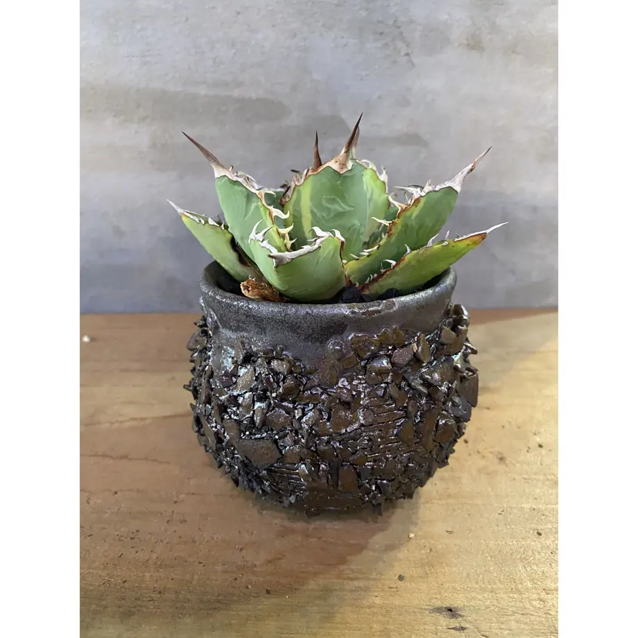 アガベ チタノタ 白鯨 Agave Titanota 塊根植物 コーデックス 多肉植物 A