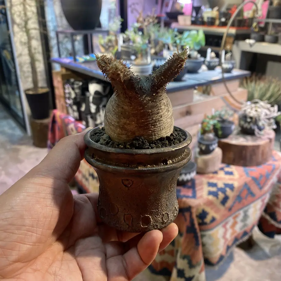 フルセット LOBINDON ×ミャクミャク グラキリス 亀甲竜 expo 塊根 フルセット LOBINDON ×ミャクミャク グラキリス 亀甲竜 expo