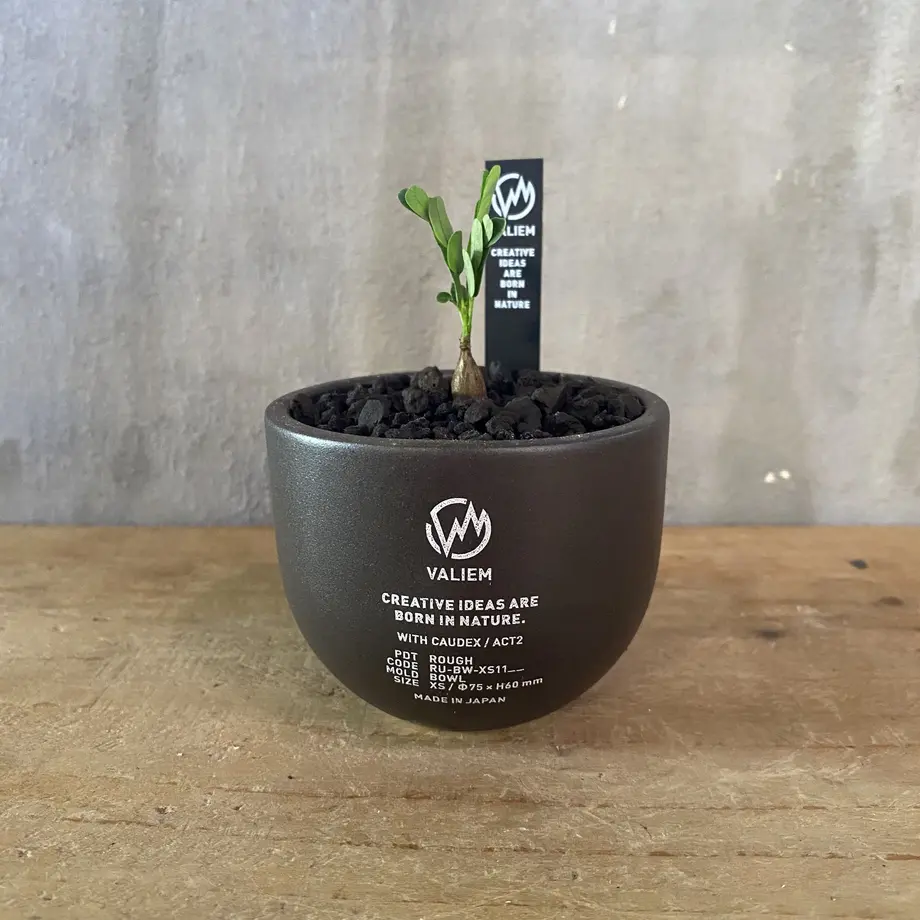 センナ メディオナリス 実生株 Valiem 塊根植物 コーデックス 多肉植物 A Pla