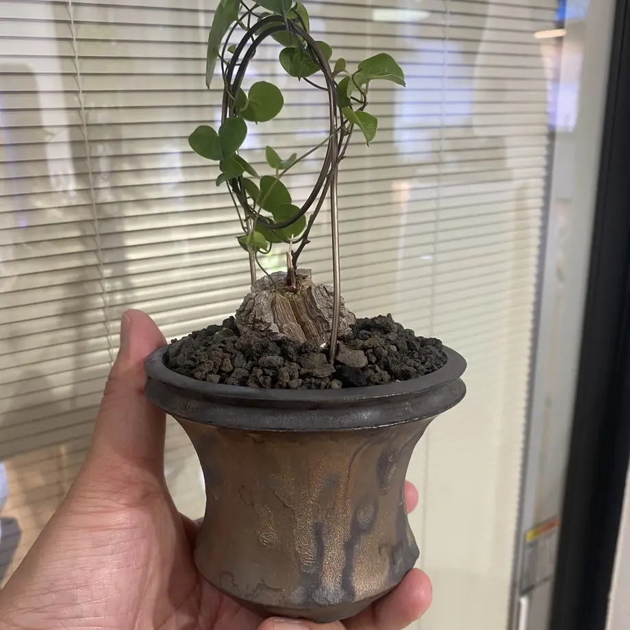 長谷川亀甲竜　4寸 長谷川園芸株】亀甲竜 実生 バキバキの特選株