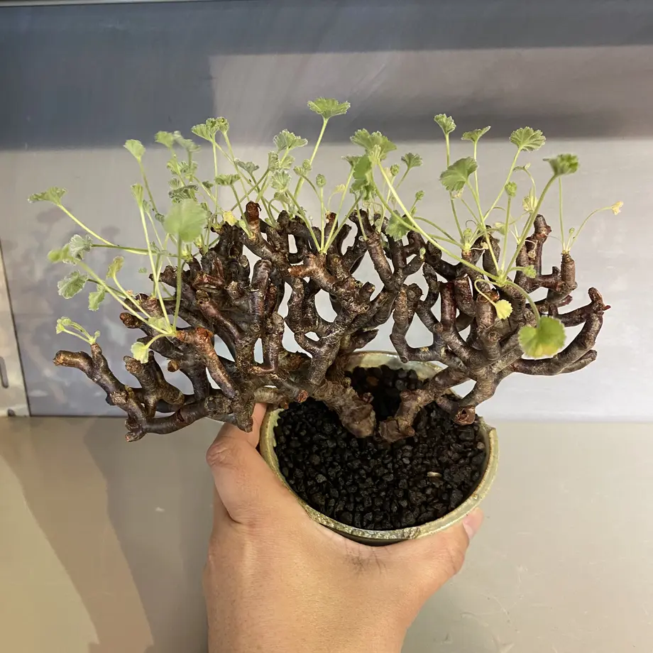 ペラルゴニウム・ミラビレ　現地球　発根済　鉢付　検）パキプス　グラキリス ペラルゴニウム・ミラビレ 現地球 発根済 鉢付 検）パキプス