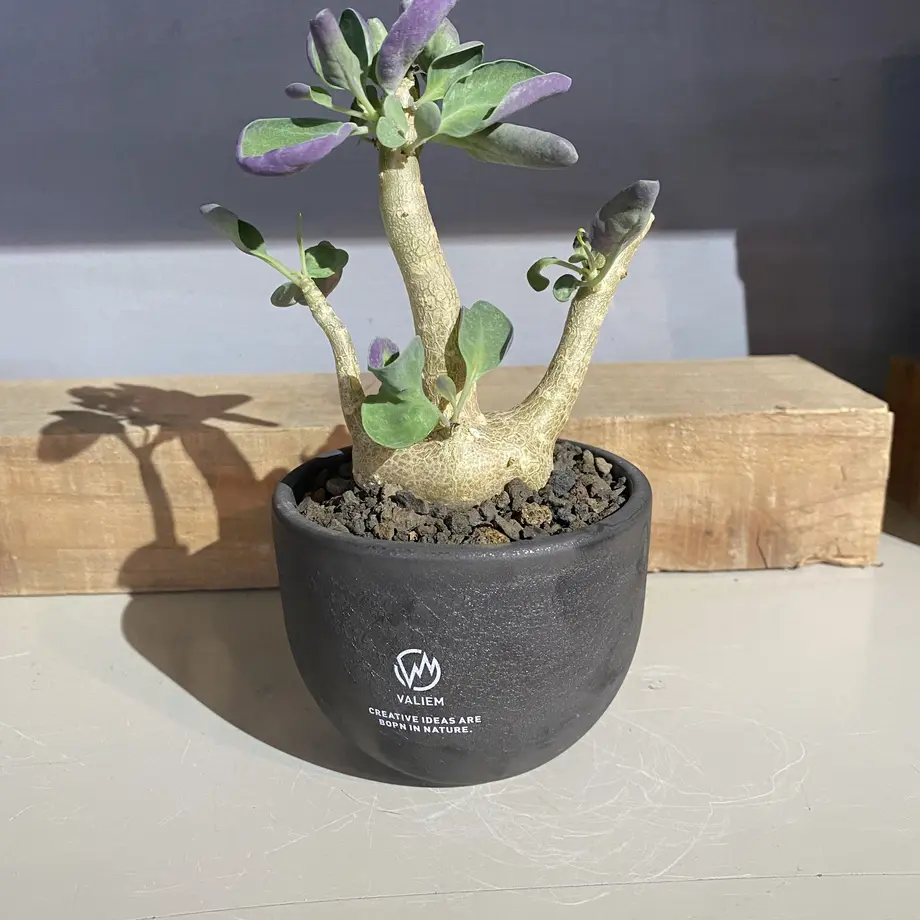 W.P Original pedestal VALIEM 別注モデル Sサイズ elc.or.jp