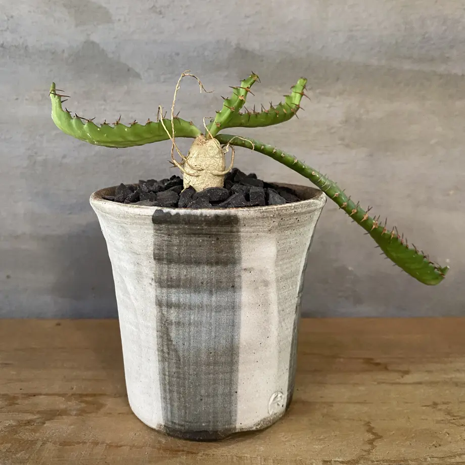 ユーフォルビア ステラータ実生株 塊根植物 コーデックス A Plants 塊根植物販売