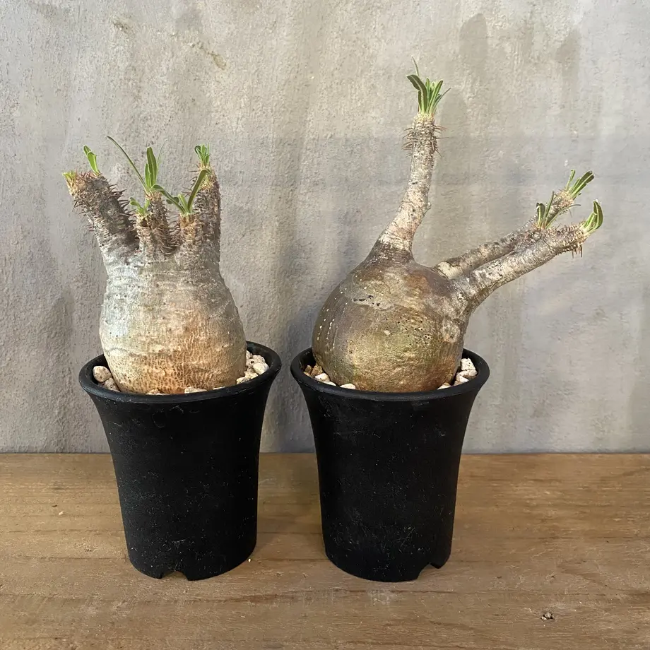 パキホディウム グラキリス 3 4番 塊根植物 コーデックス 多肉植物 マダガスカル現地球