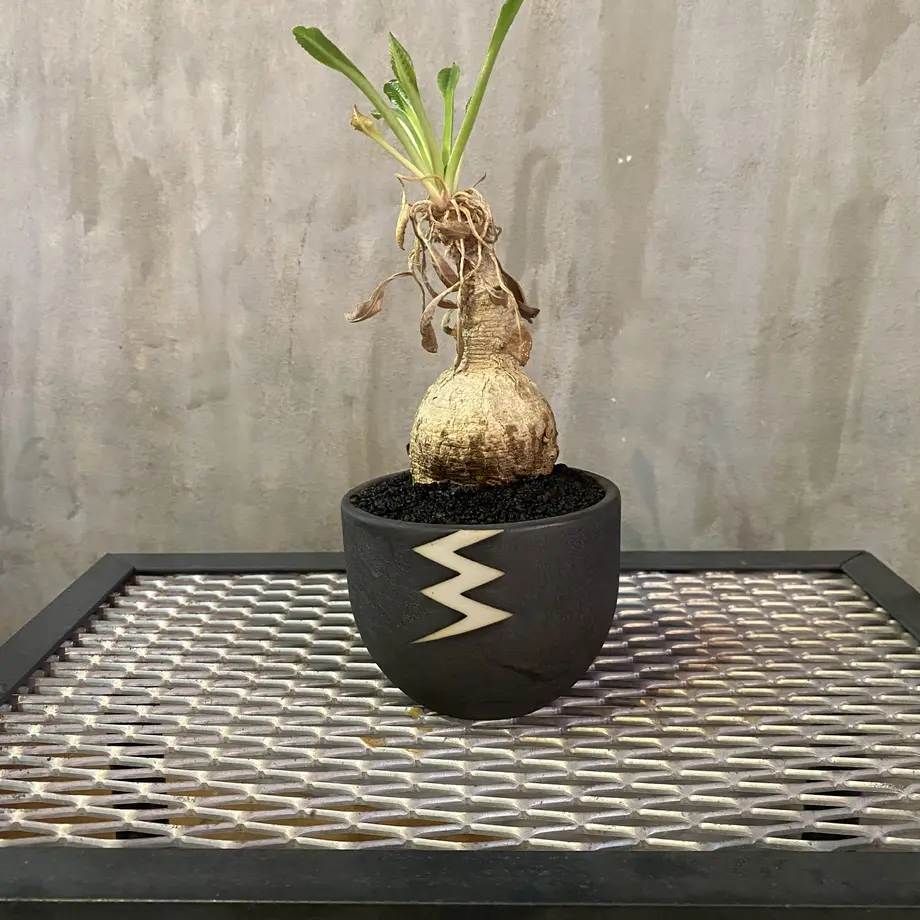 ユーフォルビア プリムリフォリア Valiem 塊根植物 コーデックス 多肉植物 A