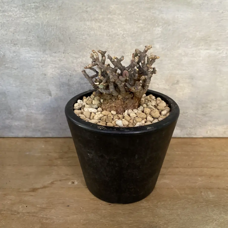 ケラリア ピグマエア 3番 塊根植物 コーデックス 現地球 A Plants 塊根植物販売