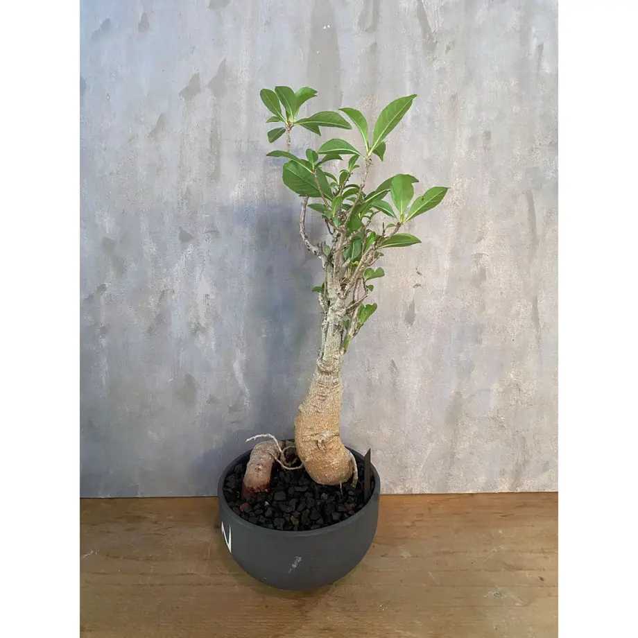 アダンソニア ディギタータ バオバブ Valiem 塊根植物 コーデックス 多肉植物 A