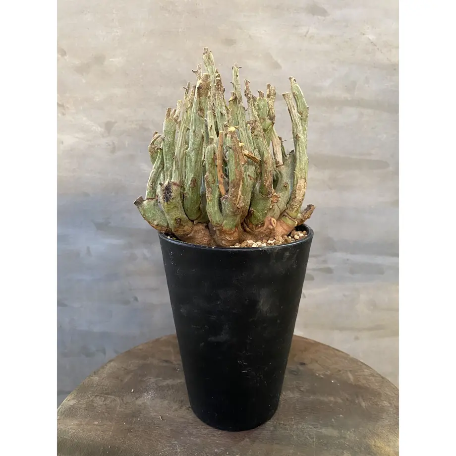 ユーフォルビア リグノーサ 3番 塊根植物 コーデックス A Plants 塊根植物販売