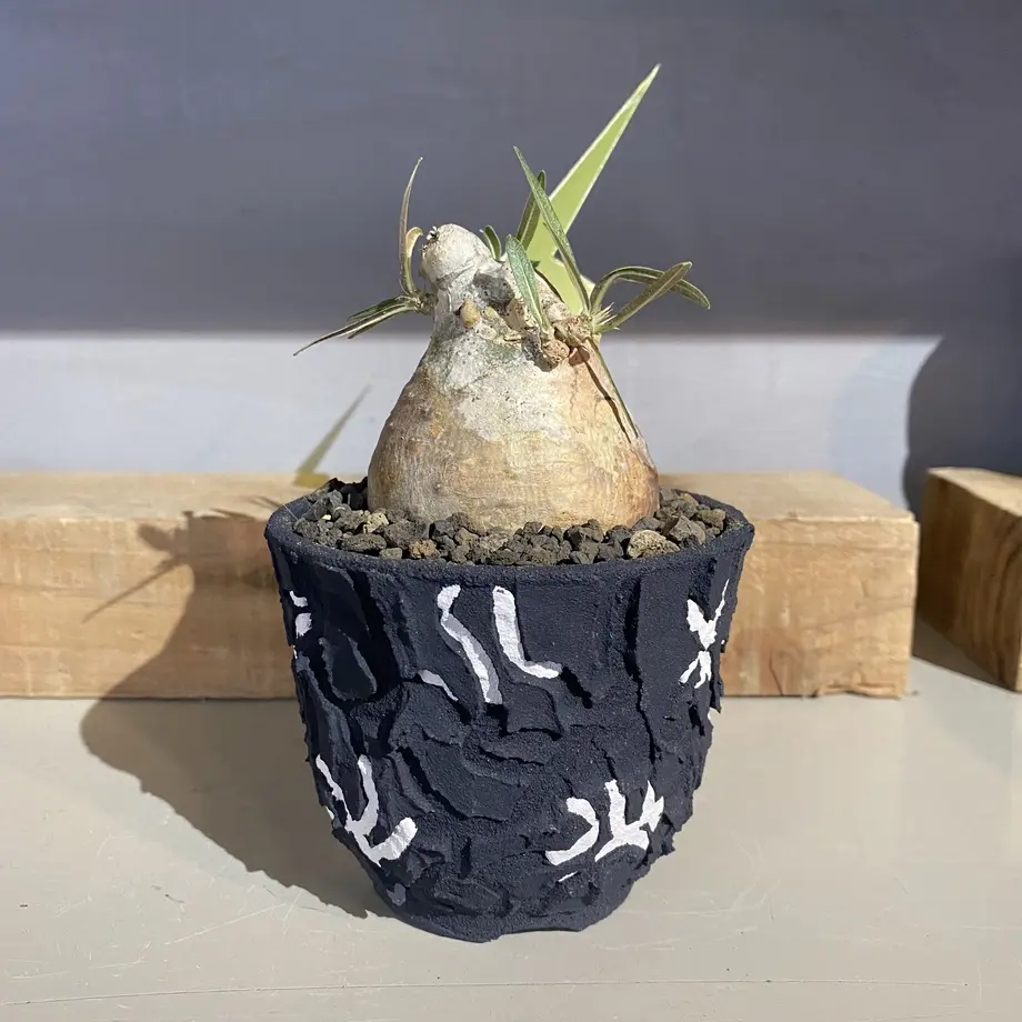 left botanical レフトボタニカル 垂れ鉢　中 植物鉢] left botanical 白黒垂れ Mサイズ | A-PLANTS|塊根植物販売