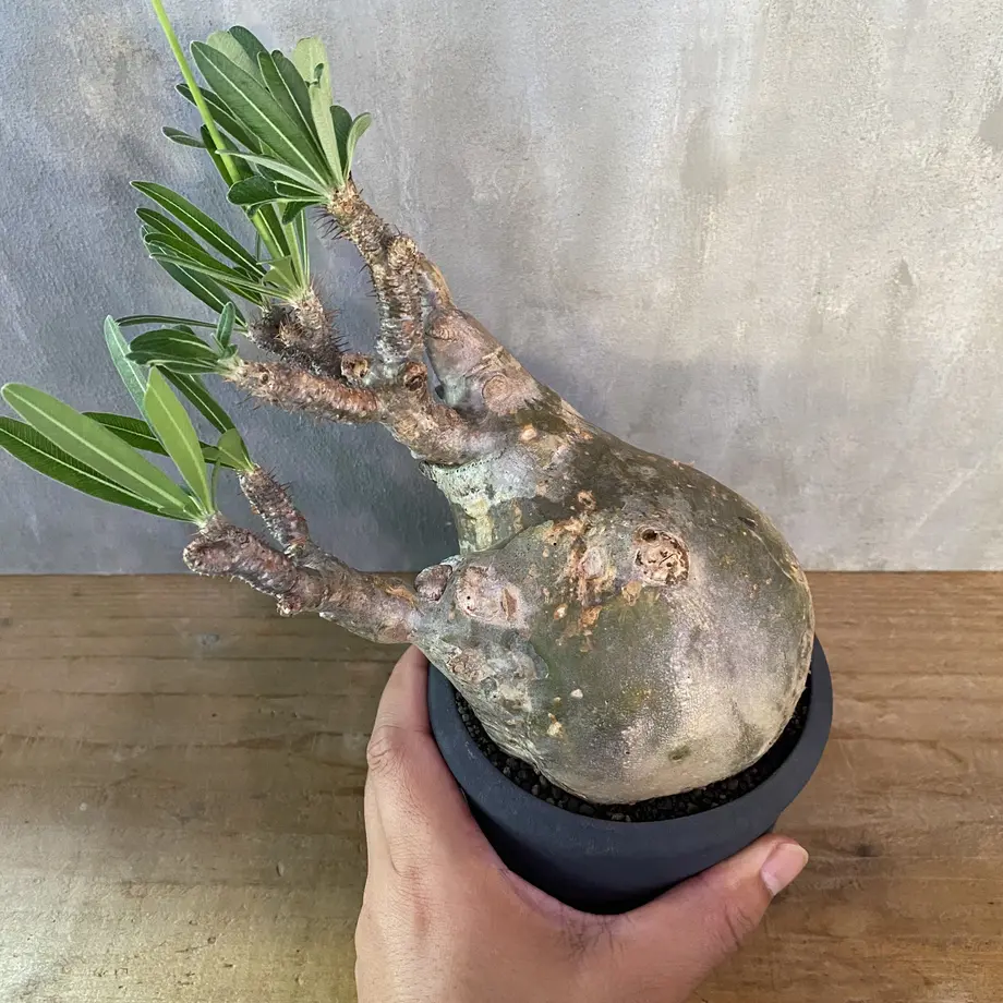 パキポディウムグラキリス× 宮下 将太 Gold Dwarf Pod 【公式通販】