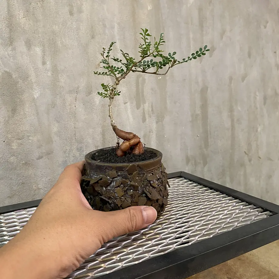 大きな取引 鉢ごと発送 【一点物】オペルクリカリア パキプス ミニ盆栽