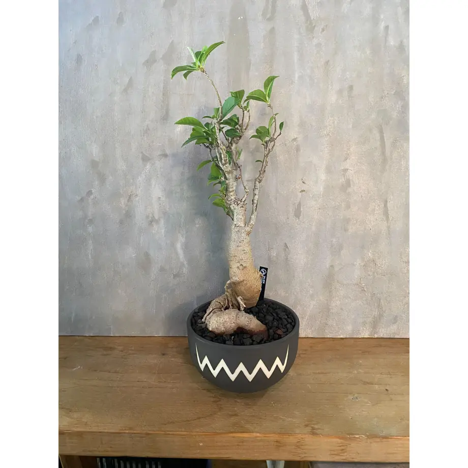 アダンソニア ディギタータ バオバブ Valiem 塊根植物 コーデックス 多肉植物 A