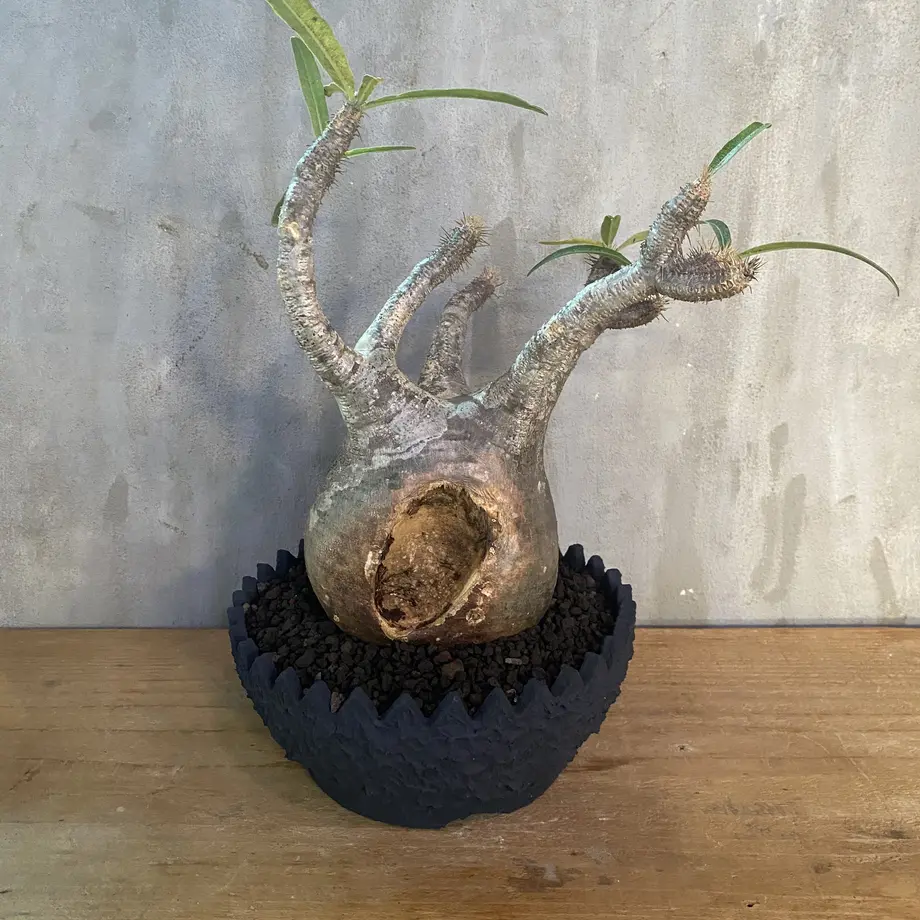 パキポディウム グラキリス Left Botanical 塊根植物 コーデックス 多肉植物
