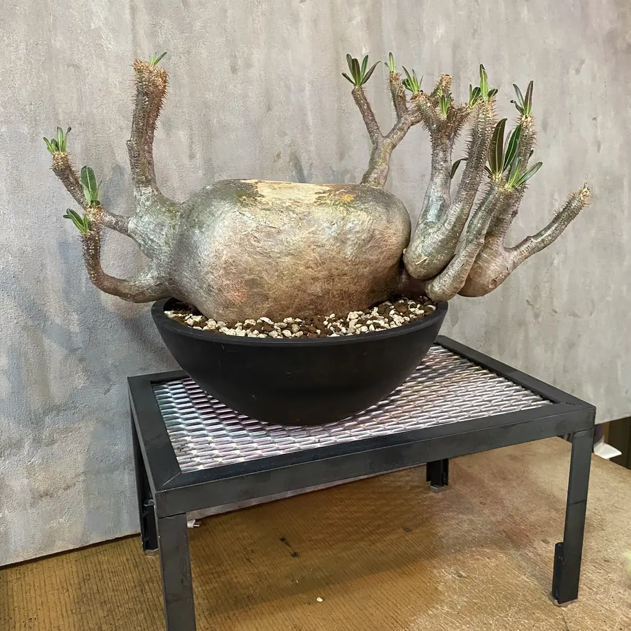 ポイント10倍】 発根済 多頭 パキポディウム グラキリス人気 塊根植物