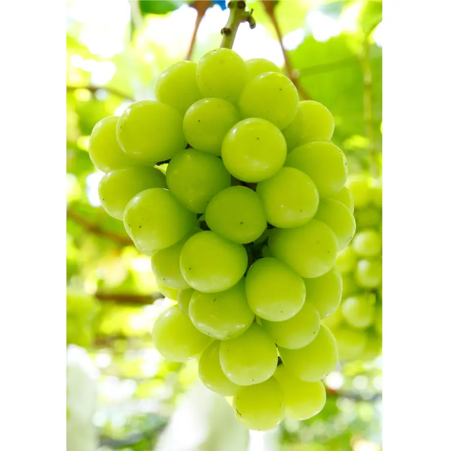 62f05b7f2144252dcaa15d06