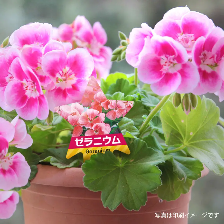 60c70f6afadad434b35ddf8d