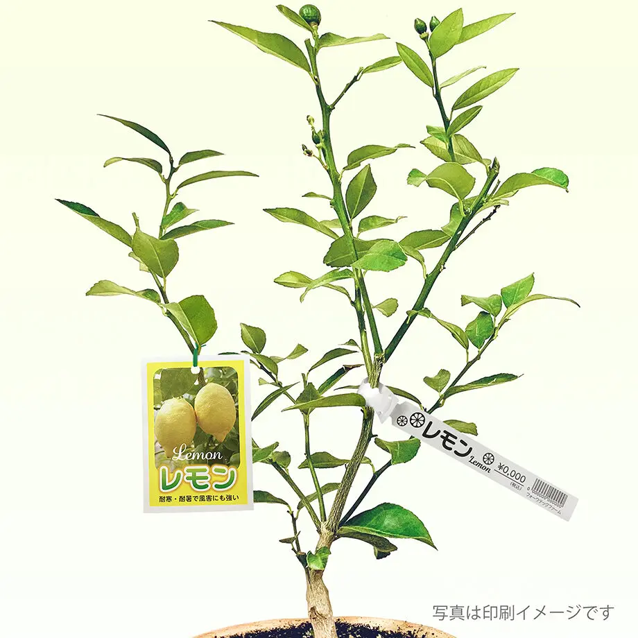 60cafb2059fc791a04adcf64