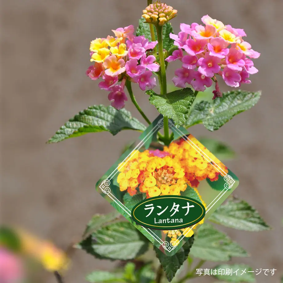 60c711cd933e9b52a4e38c6c