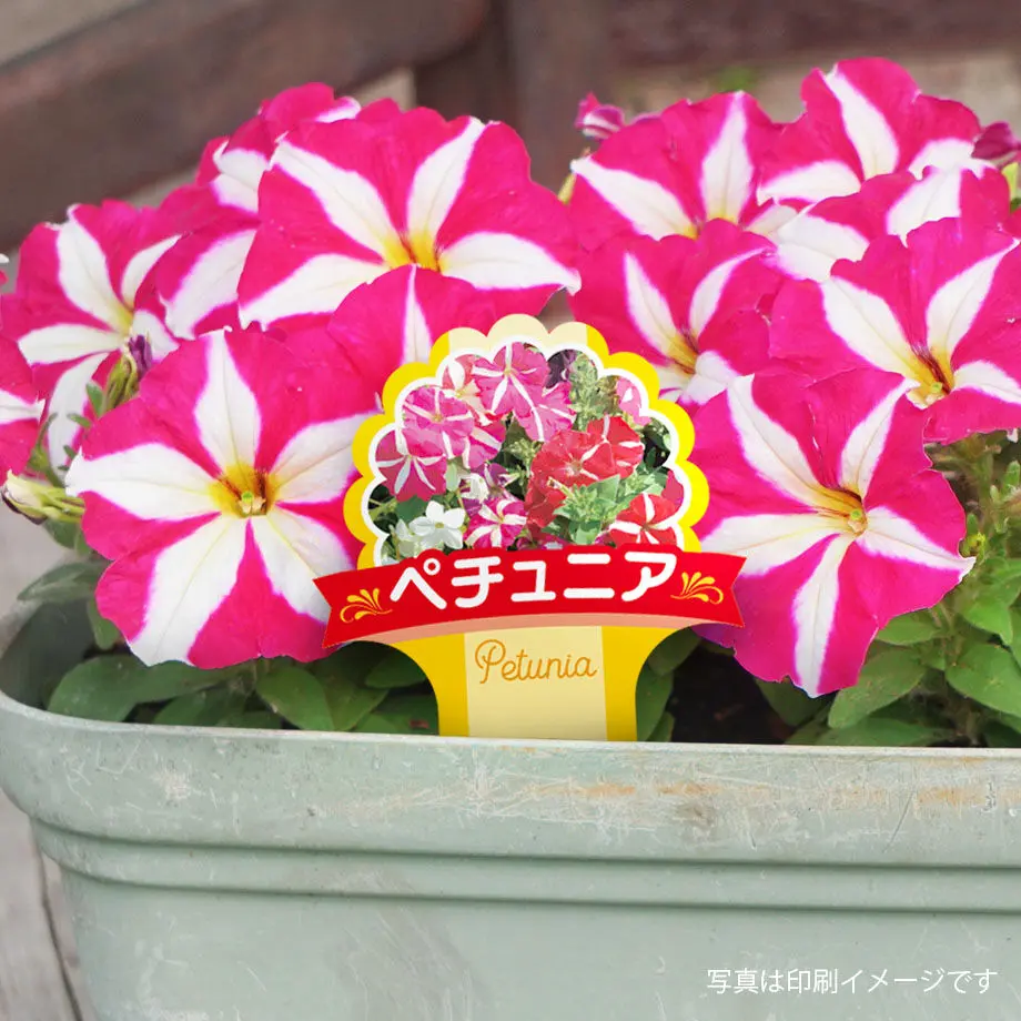 60c710ba2bf901479b24904f
