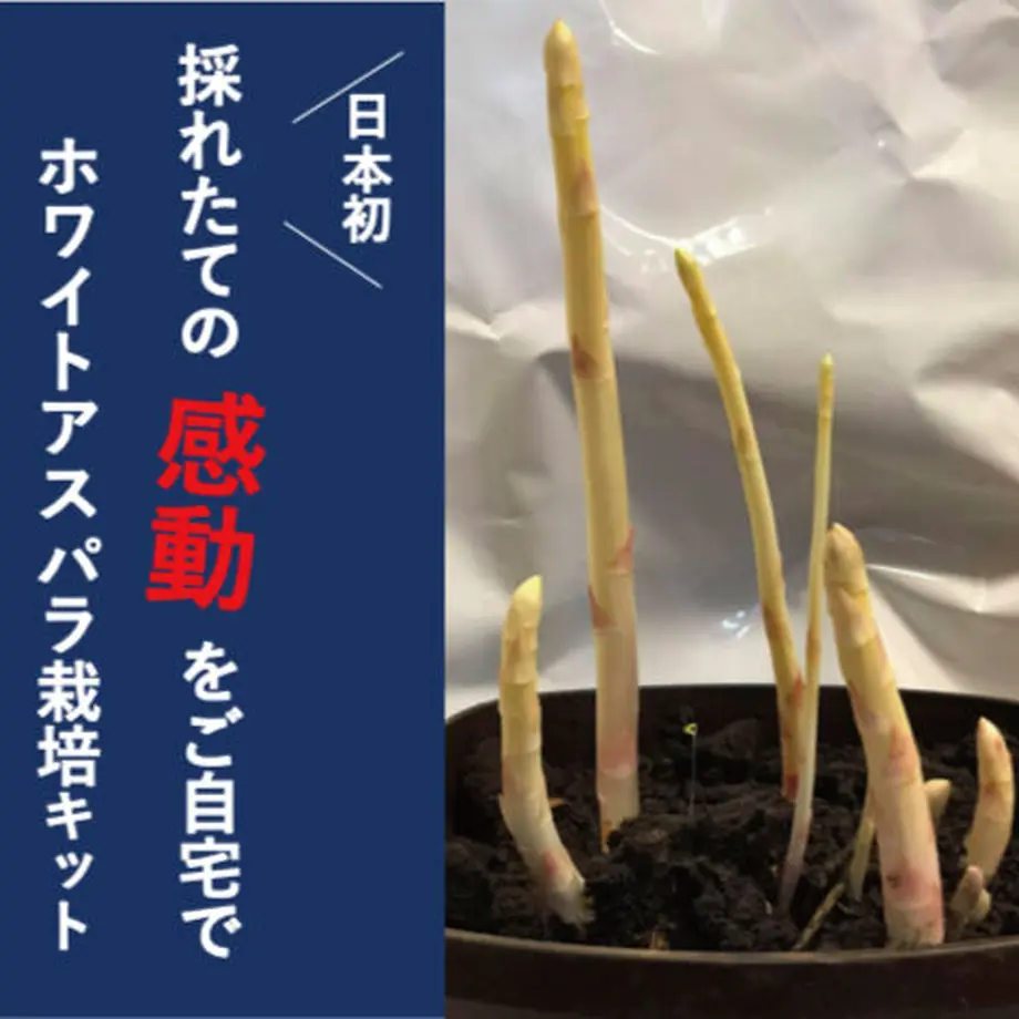 5fa650a4b00aa36780a04120