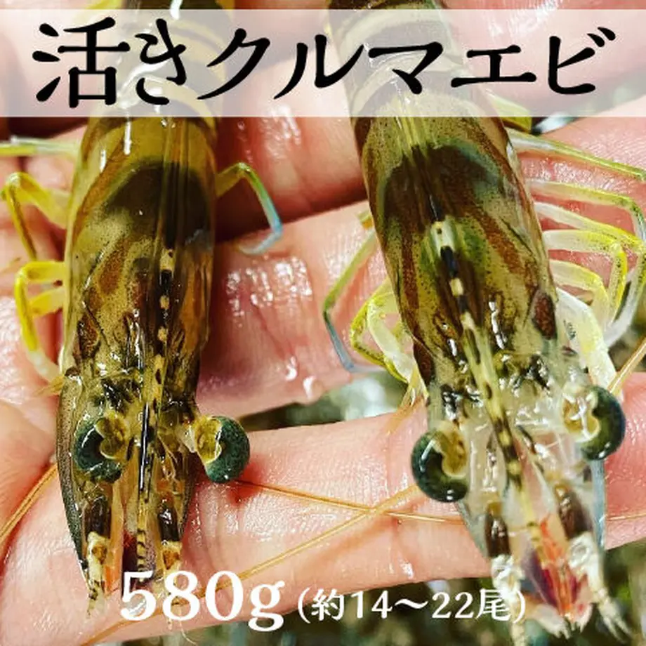 5fd326c172eb4641a1d4b492